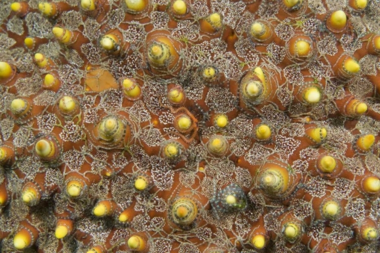 Picture of INDONESIA, LEMBEH STRAITS TINY BRITTLE STARS