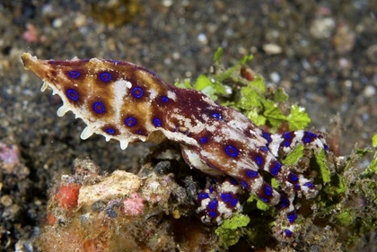 Picture of INDONESIA, LEMBEH STRAITS BLUE- RING OCTOPUS