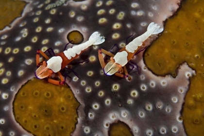Picture of INDONESIA IMPERIAL SHRIMPS ON A SEA CUCUMBER