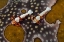 Picture of INDONESIA IMPERIAL SHRIMPS ON A SEA CUCUMBER