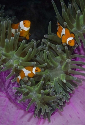 Picture of INDONESIA THREE CLOWNFISH SWIM AMONG ANEMONE