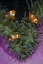 Picture of INDONESIA THREE CLOWNFISH SWIM AMONG ANEMONE