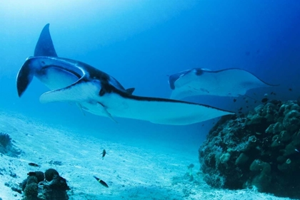 Picture of INDONESIA, PAPUA, MANTA POINT TWO MANTA RAYS