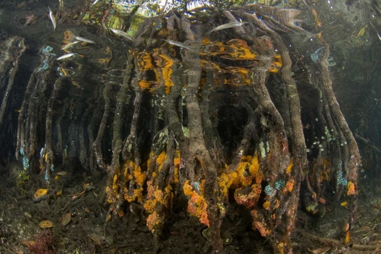 Picture of INDONESIA, MISOOL ISLANDS CORAL ON MANGROVES