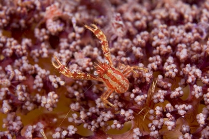 Picture of INDONESIA, PANTAR ISLAND  SMALL CRAB ON CORAL