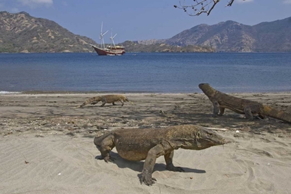 Picture of KOMODO DRAGONS ON BEACH, KOMODO NP, INDONESIA