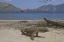 Picture of KOMODO DRAGONS ON BEACH, KOMODO NP, INDONESIA