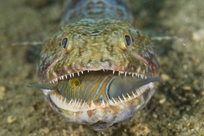 Picture of LIZARDFISH EATING, SULAWESI ISLAND, INDONESIA