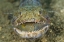 Picture of LIZARDFISH EATING, SULAWESI ISLAND, INDONESIA