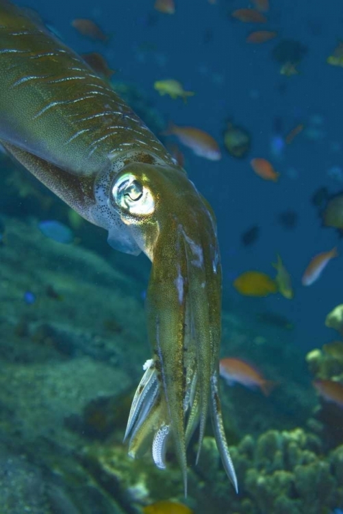 Picture of CLOSE-UP OF A SQUID, LEMBATA ISLAND, INDONESIA