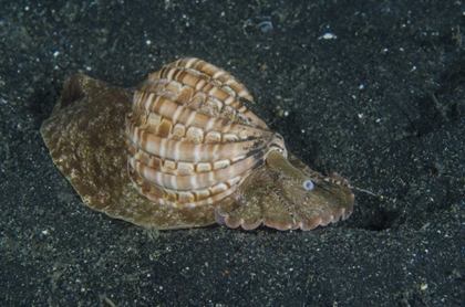 Picture of INDONESIA, LEMBEH STRAIT MOLLUSK ON SEA FLOOR