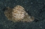 Picture of INDONESIA, LEMBEH STRAIT MOLLUSK ON SEA FLOOR