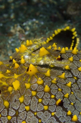 Picture of INDONESIA, LEMBEH STRAIT PIPEFISH ON SEA STAR