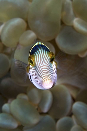 Picture of FRONT CLOSE-UP OF PUFFERFISH, AMBON, INDONESIA