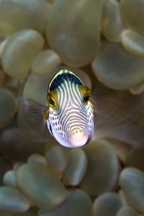 Picture of FRONT CLOSE-UP OF PUFFERFISH, AMBON, INDONESIA