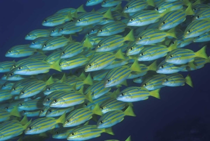 Picture of INDONESIA, KOMODO NP SCHOOLING LINED SNAPPERS