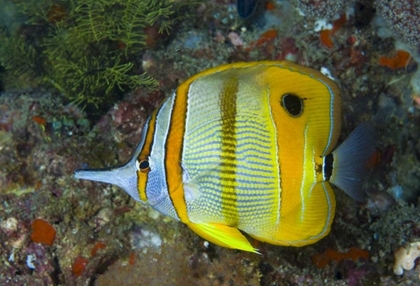 Picture of INDONESIA, RAJA AMPAT SIDE VIEW BUTTERFLYFISH