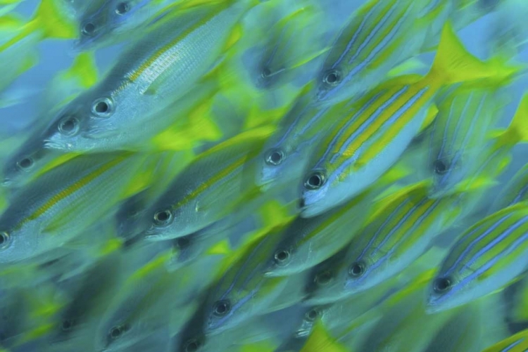 Picture of INDONESIA, PAPUA, RAJA AMPAT ABSTRACT SNAPPER