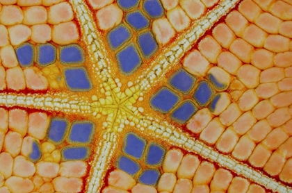 Picture of INDONESIA, LEMBEH STRAIT PATTERNS ON SEA STAR
