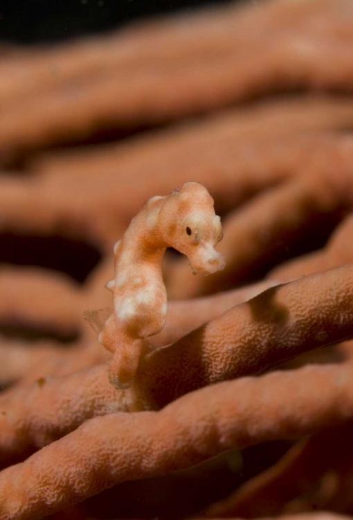 Picture of INDONESIA, RAJA AMPAT PYGMY SEAHORSE BY CORAL