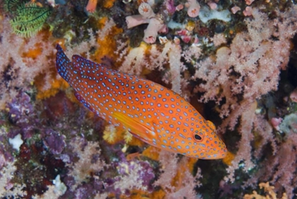 Picture of INDONESIA, KOMODO NP A CORAL TROUT AMONG REEF