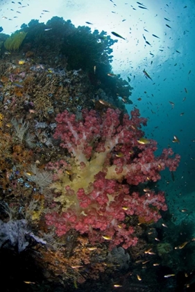 Picture of INDONESIA, TRITON BAY SOFT CORAL ON A BOULDER