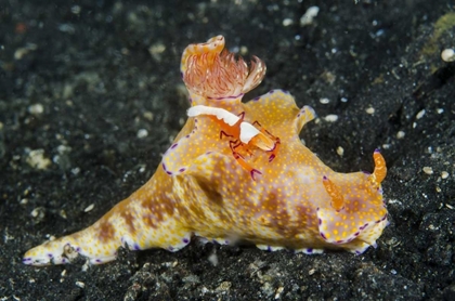 Picture of INDONESIA, LEMBEH STRAIT SHRIMP ON NUDIBRANCH