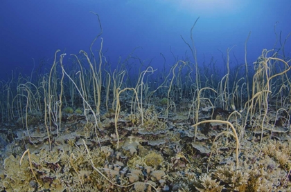 Picture of INDONESIA, PAPUA, CENDERAWASIH BAY SOFT CORAL