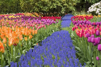 Picture of WA, GARDEN WITH TULIPS AND BLUE GRAPE HYACINTH