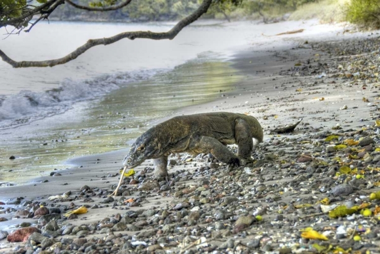 Picture of KOMODO DRAGON ON A BEACH, KOMODO NP, INDONESIA