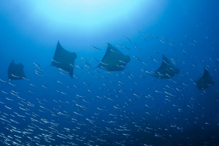 Picture of FIVE RAYS SWIM PAST BAITFISH, PAPUA, INDONESIA