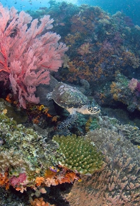 Picture of HAWKSBILL TURTLE SWIMMING OVER REEF, INDONESIA