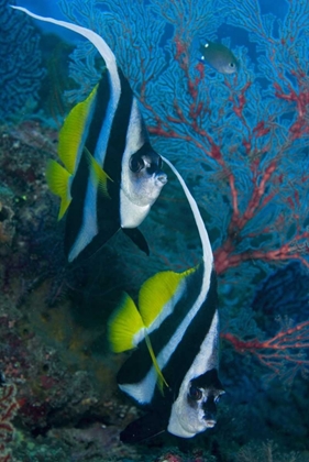 Picture of INDONESIA LONGFIN BANNERFISH BY SEA FAN CORAL