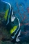 Picture of INDONESIA LONGFIN BANNERFISH BY SEA FAN CORAL
