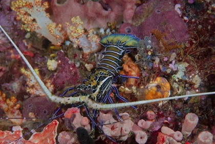 Picture of INDONESIA, PAPUA, SE MISOOL LOBSTER AND CORAL