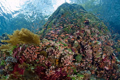 Picture of INDONESIA, PANTAR ISLAND ANTHIA FISH AND REEF