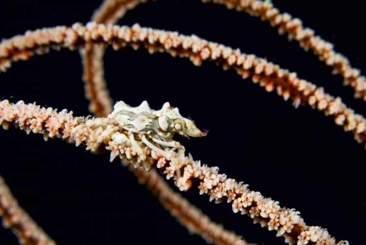 Picture of INDONESIA, KOMODO NP WIRE CORAL CRAB ON CORAL