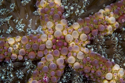 Picture of INDONESIA, SULAWESI ISLAND AN EXOTIC STARFISH