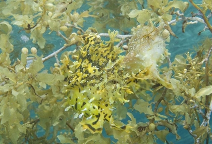 Picture of INDONESIA, PAPUA, FAKFAK FROGFISH CAMOUFLAGED