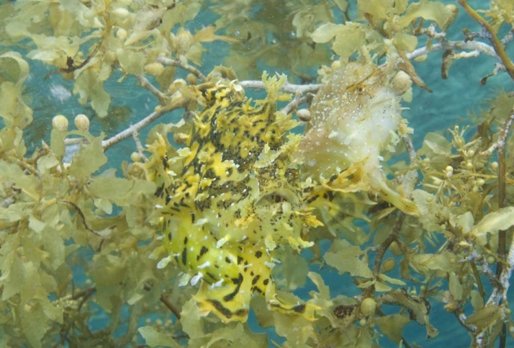 Picture of INDONESIA, PAPUA, FAKFAK FROGFISH CAMOUFLAGED