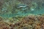 Picture of INDONESIA, PAPUA NEEDLEFISH FEEDING BY A REEF