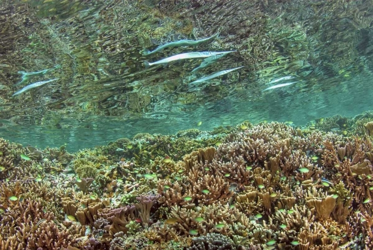 Picture of INDONESIA, PAPUA NEEDLEFISH FEEDING BY A REEF