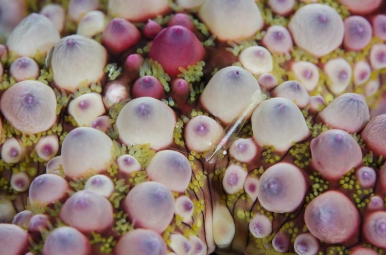 Picture of INDONESIA, LEMBEH STRAIT SHRIMP OVER SEA STAR