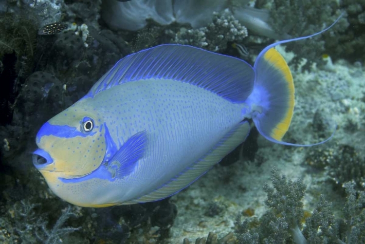 Picture of SURGEONFISH, IRIAN JAYA, WEST PAPUA, INDONESIA