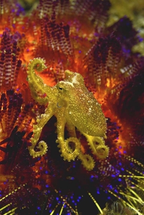 Picture of INDONESIA, PANTAR ISLAND SMALL YELLOW OCTOPUS