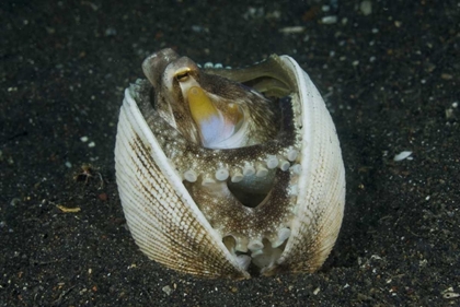 Picture of INDONESIA, LEMBEH STRAIT A MARGINATED OCTOPUS