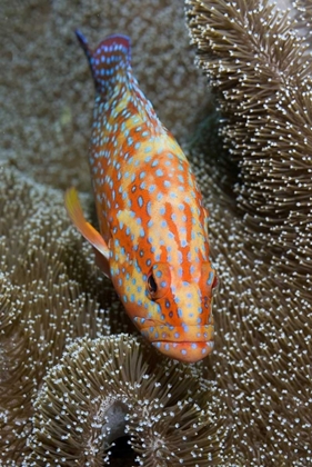 Picture of CORAL TROUT, IRIAN JAYA, WEST PAPUA, INDONESIA