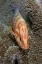 Picture of CORAL TROUT, IRIAN JAYA, WEST PAPUA, INDONESIA