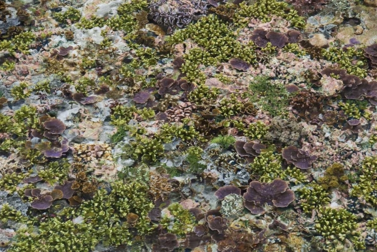 Picture of LOW TIDE, MISOOL ISLAND, IRIAN JAYA, INDONESIA