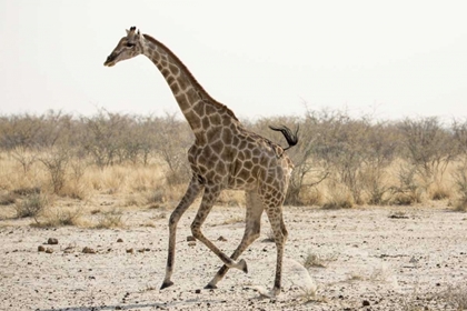 Picture of AFRICA, NAMIBIA, ETOSHA NP RUNNING GIRAFFE